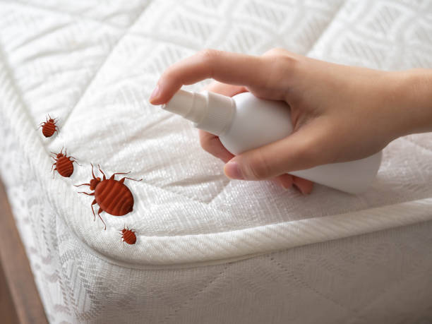 Best Wasp Removal Services  in Five Points, NC